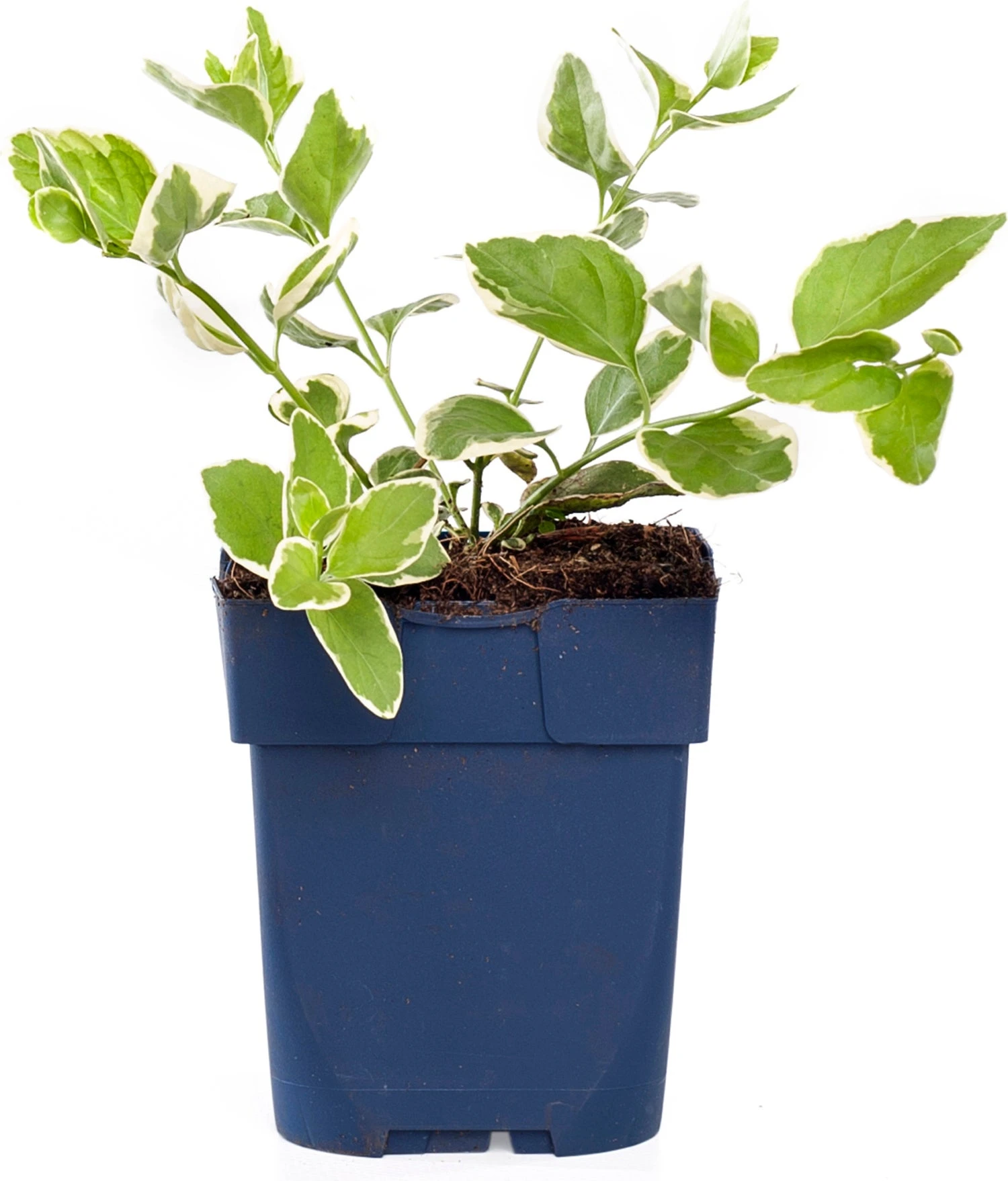 Grote Maagdenpalm (Vinca Major 'Variegata') D 11 H 15 Cm 3 Grote Maagdenpalm (Vinca Major 'Variegata') D 11 H 15 Cm