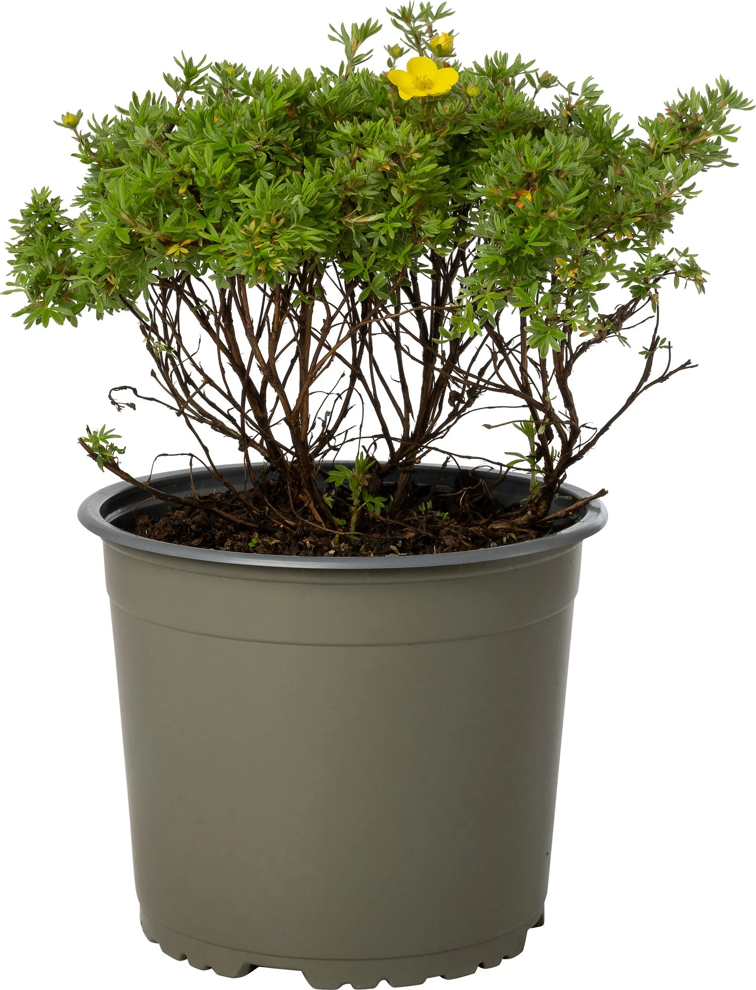 Ganzerik (Potentilla Fruticosa 'Kobold') D 19 H 25 Cm 3 Ganzerik (Potentilla Fruticosa 'Kobold') D 19 H 25 Cm