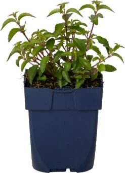 Bellenplant (Fuchsia 'Lady Thumb') D 11 H 40 Cm