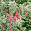 Bellenplant (Fuchsia 'Riccartonii') D 11 H 100 Cm 1 Bellenplant (Fuchsia 'Riccartonii') D 11 H 100 Cm -Tuin Planten Winkel 8712044802473