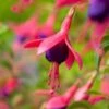 Bellenplant (Fuchsia 'Tom Thumb') D 11 H 30 Cm 1 Bellenplant (Fuchsia 'Tom Thumb') D 11 H 30 Cm -Tuin Planten Winkel 8712044802534