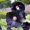 Stokroos (Alcea Rosea 'Nigra') D 11 H 10 Cm 1 Stokroos (Alcea Rosea 'Nigra') D 11 H 10 Cm -Tuin Planten Winkel 8712044849454 3 1