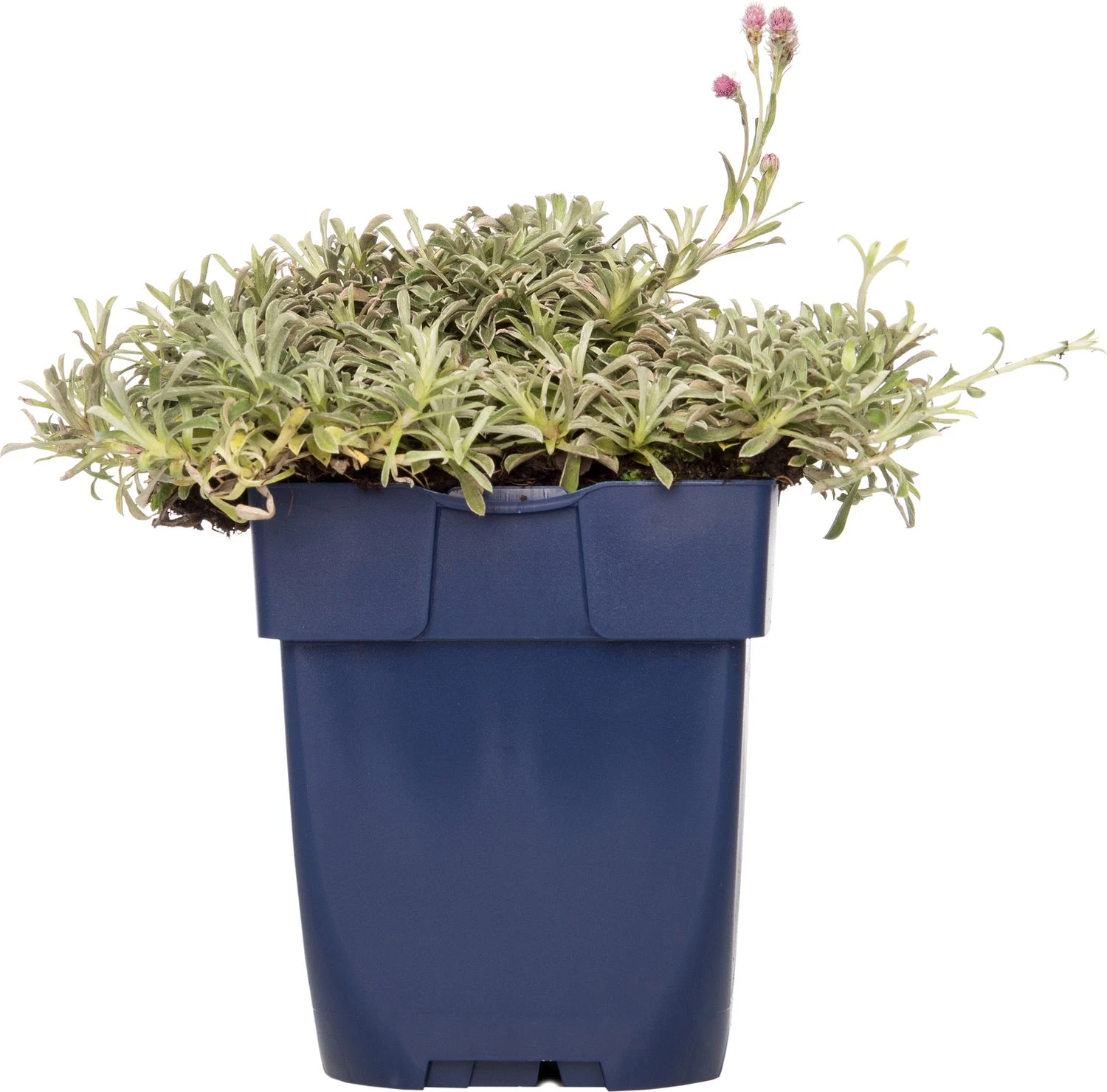 Rozenkransje (Antennaria Dioica 'Rubra') D 11 H 10 Cm 3 Rozenkransje (Antennaria Dioica 'Rubra') D 11 H 10 Cm