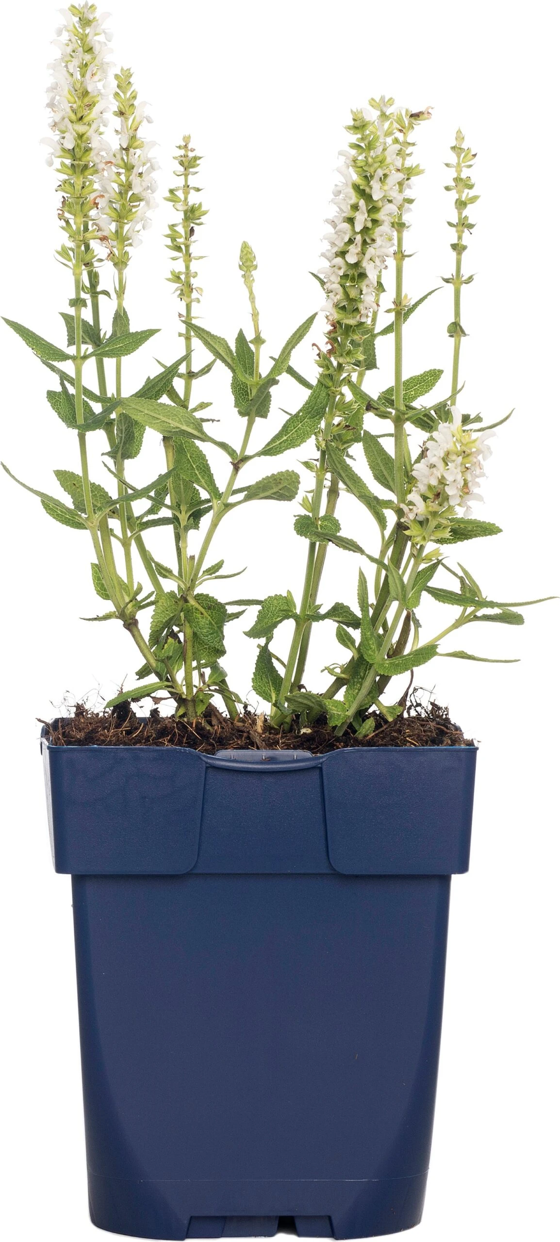 Siersalie (Salvia Nemorosa 'Schneehügel') D 11 H 10 Cm 3 Siersalie (Salvia Nemorosa 'Schneehügel') D 11 H 10 Cm