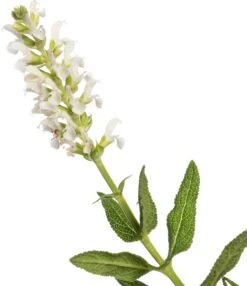 Siersalie (Salvia Nemorosa 'Schneehügel') D 11 H 10 Cm 6 Siersalie (Salvia Nemorosa 'Schneehügel') D 11 H 10 Cm -Tuin Planten Winkel 8712044849539 1 1