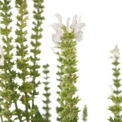 Siersalie (Salvia Nemorosa 'Schneehügel') D 11 H 10 Cm 7 Siersalie (Salvia Nemorosa 'Schneehügel') D 11 H 10 Cm -Tuin Planten Winkel 8712044849539 2