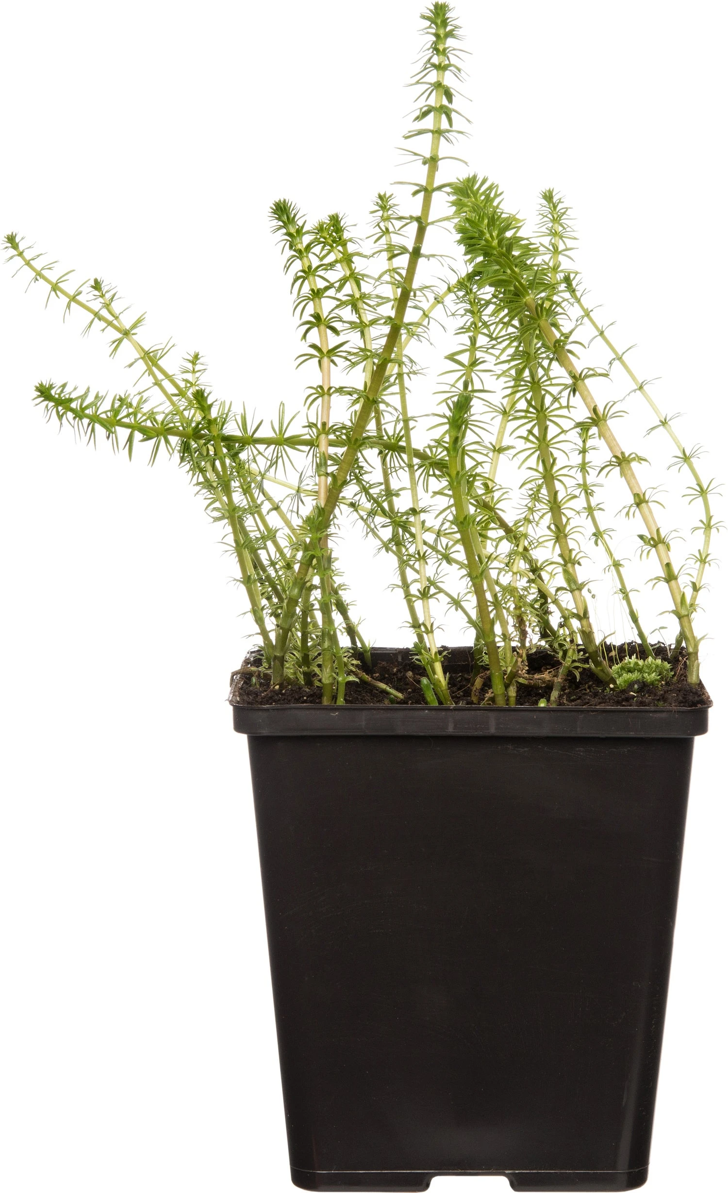 Lidsteng (Hippuris Vulgaris) D 11 H 20 Cm 3 Lidsteng (Hippuris Vulgaris) D 11 H 20 Cm