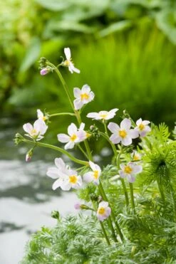 Waterviolier (Hottonia Palustris) D 11 H 22 Cm