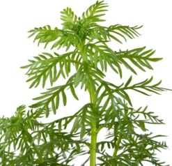 Waterviolier (Hottonia Palustris) D 11 H 22 Cm 7 Waterviolier (Hottonia Palustris) D 11 H 22 Cm -Tuin Planten Winkel 8712044849621 2