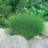Naaldwaterbies (Eleocharis Acicularis) D 11 H 22 Cm 2 Naaldwaterbies (Eleocharis Acicularis) D 11 H 22 Cm -Tuin Planten Winkel 8712044849676