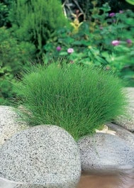 Naaldwaterbies (Eleocharis Acicularis) D 11 H 22 Cm 3 Naaldwaterbies (Eleocharis Acicularis) D 11 H 22 Cm