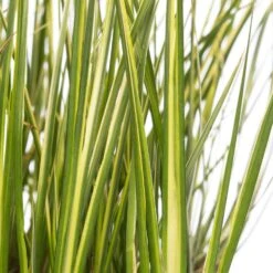 Kalmoes (Acorus Gramineus) D 18 H 30 Cm 5 Kalmoes (Acorus Gramineus) D 18 H 30 Cm -Tuin Planten Winkel 8712044889139 2 1