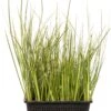 Kalmoes (Acorus Gramineus) D 18 H 30 Cm 1 Kalmoes (Acorus Gramineus) D 18 H 30 Cm -Tuin Planten Winkel 8712044889139 3 1