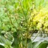 Waterweegbree (Alisma Parviflora) D 18 H 10 Cm 1 Waterweegbree (Alisma Parviflora) D 18 H 10 Cm -Tuin Planten Winkel 8712044889160
