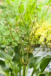 Waterweegbree (Alisma Parviflora) D 18 H 10 Cm
