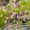 Zwanebloem (Butomus Umbellatus) D 18 H 20 Cm -Tuin Planten Winkel 8712044889191