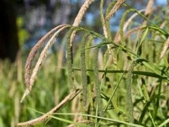 Hangende Zegge (Carex Pendula) D 18 H 20 Cm