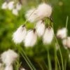 Veenpluis (Eriophorum Angustifolium) D 18 H 30 Cm -Tuin Planten Winkel 8712044889344