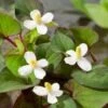 Moerasanemoon (Houttuynia Cordata) D 18 H 30 Cm 2 Moerasanemoon (Houttuynia Cordata) D 18 H 30 Cm -Tuin Planten Winkel 8712044889412