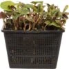 Bonte Moerasanemoon (Houttuynia Cordata 'Chameleon') D 18 H 30 Cm -Tuin Planten Winkel 8712044889429 3 1