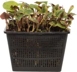 Bonte Moerasanemoon (Houttuynia Cordata 'Chameleon') D 18 H 30 Cm