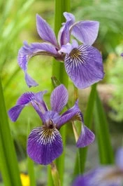 Amerikaanse Iris (Iris Versicolor) D 18 H 30 Cm