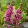 Grote Kattenstaart (Lythrum Salicaria) D 18 H 30 Cm 1 Grote Kattenstaart (Lythrum Salicaria) D 18 H 30 Cm -Tuin Planten Winkel 8712044889566