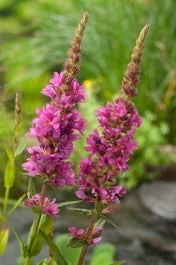 Grote Kattenstaart (Lythrum Salicaria) D 18 H 30 Cm 3 Grote Kattenstaart (Lythrum Salicaria) D 18 H 30 Cm