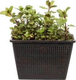 Watermunt (Mentha Aquatica) D 18 H 30 Cm