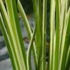 Bonte Kalmoes (Acorus Calamus 'Variegata') D 18 H 20 Cm 1 Bonte Kalmoes (Acorus Calamus 'Variegata') D 18 H 20 Cm -Tuin Planten Winkel 8712044889917