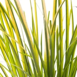 Kalmoes (Acorus Gramineus 'Ogon') D 18 H 30 Cm 5 Kalmoes (Acorus Gramineus 'Ogon') D 18 H 30 Cm -Tuin Planten Winkel 8712044889924 2 1