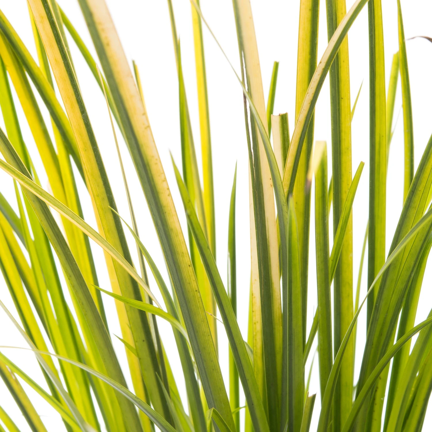 Kalmoes (Acorus Gramineus 'Ogon') D 18 H 30 Cm 4 Kalmoes (Acorus Gramineus 'Ogon') D 18 H 30 Cm - Afbeelding 2