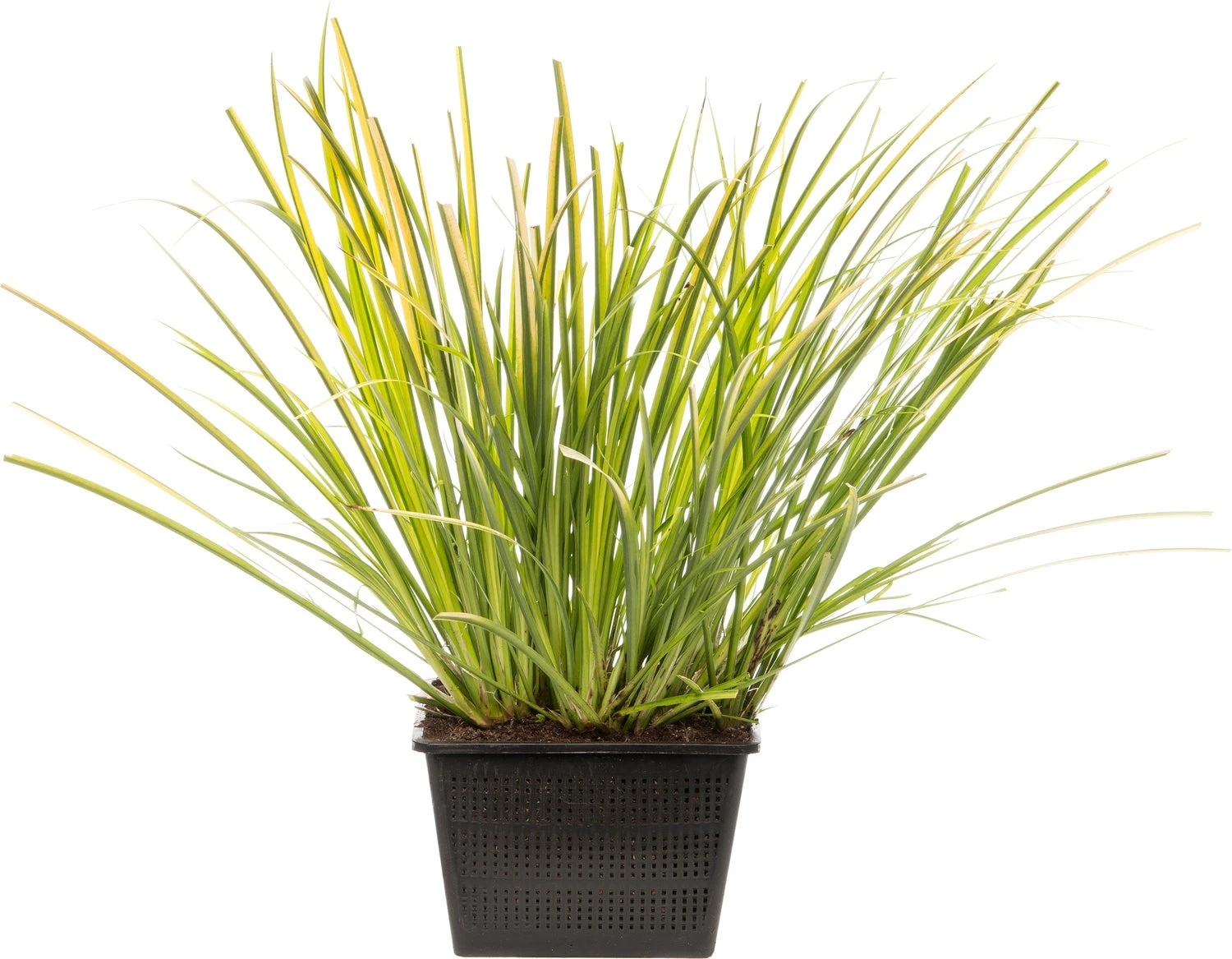 Kalmoes (Acorus Gramineus 'Ogon') D 18 H 30 Cm 3 Kalmoes (Acorus Gramineus 'Ogon') D 18 H 30 Cm