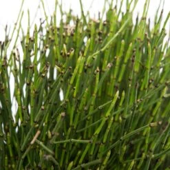 Japanse Holpijp (Equisetum Scirpoides) D 18 H 30 Cm 5 Japanse Holpijp (Equisetum Scirpoides) D 18 H 30 Cm -Tuin Planten Winkel 8712044890005 2 1