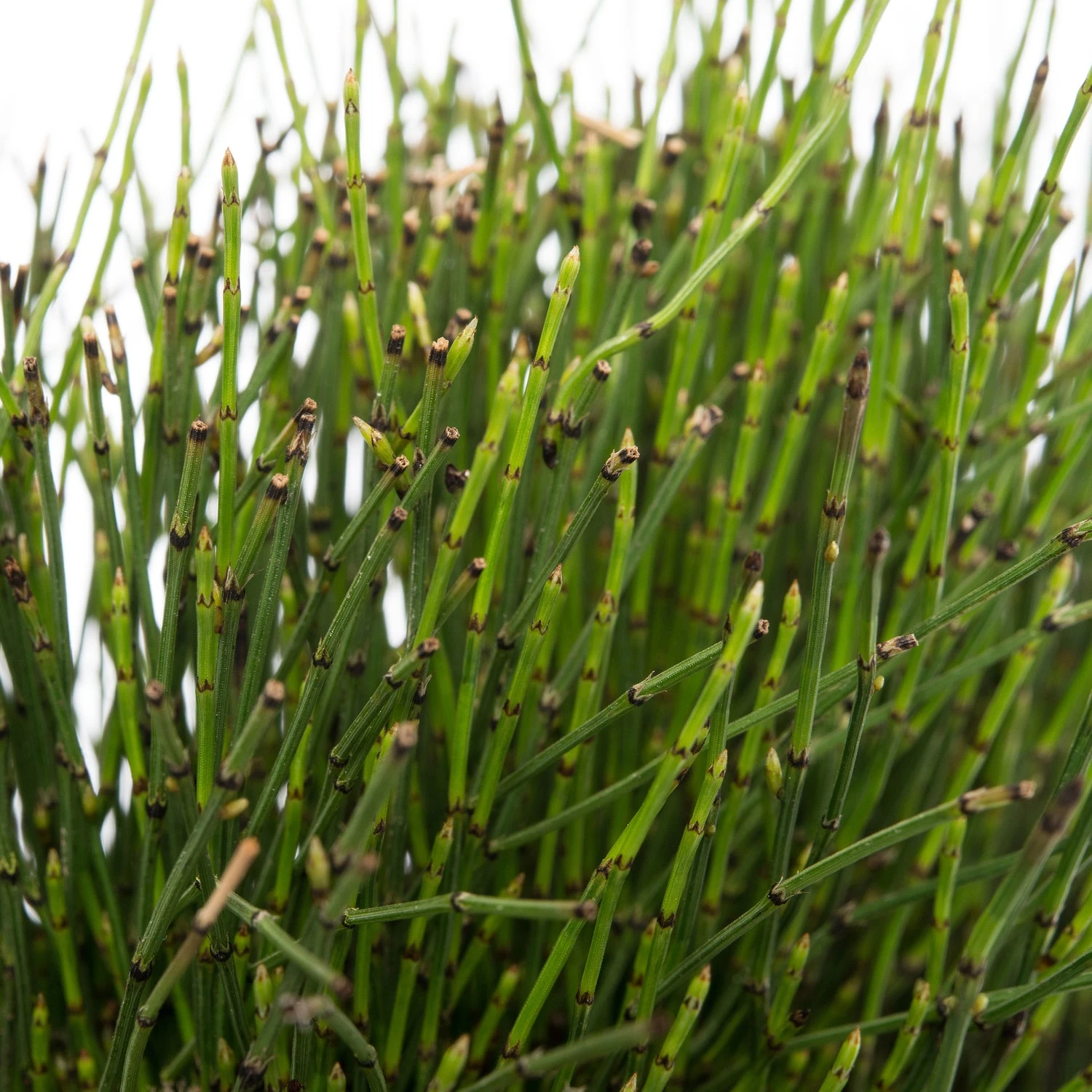 Japanse Holpijp (Equisetum Scirpoides) D 18 H 30 Cm 4 Japanse Holpijp (Equisetum Scirpoides) D 18 H 30 Cm - Afbeelding 2