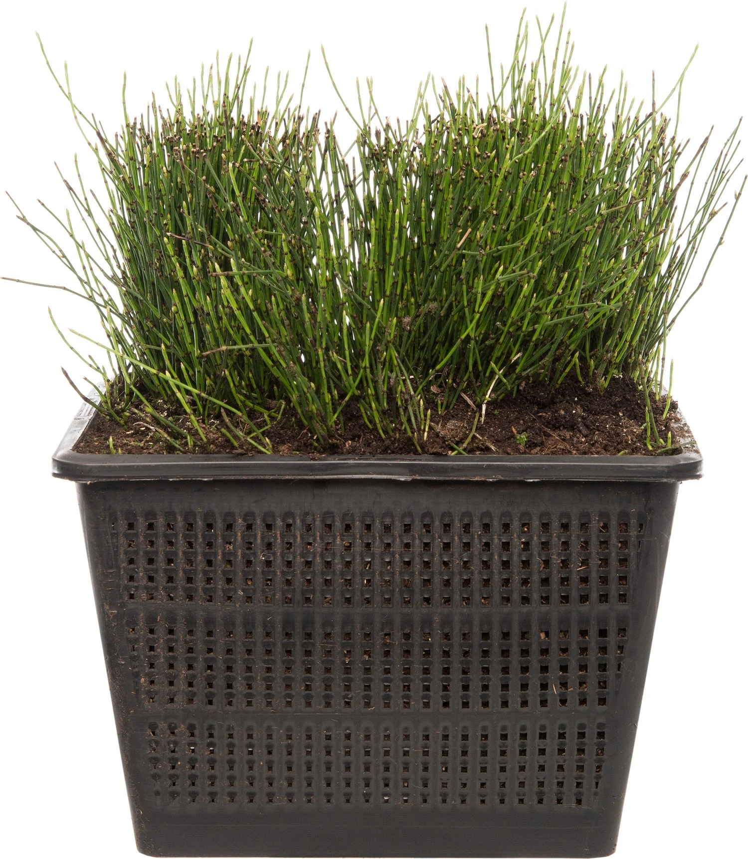 Japanse Holpijp (Equisetum Scirpoides) D 18 H 30 Cm 3 Japanse Holpijp (Equisetum Scirpoides) D 18 H 30 Cm
