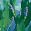 Reuze Snoekkruid Blauw (Pontederia Lanceolata) D 18 H 30 Cm 1 Reuze Snoekkruid Blauw (Pontederia Lanceolata) D 18 H 30 Cm -Tuin Planten Winkel 8712044890135