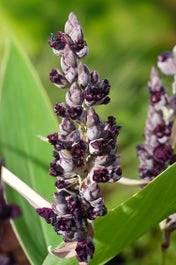 Thalia (Thalia Dealbata) D 18 H 30 Cm 3 Thalia (Thalia Dealbata) D 18 H 30 Cm