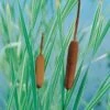 Bonte Lisdodde (Typha Latifolia 'Variegata') D 18 H 30 Cm 1 Bonte Lisdodde (Typha Latifolia 'Variegata') D 18 H 30 Cm -Tuin Planten Winkel 8712044890210