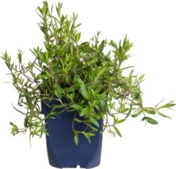 Zandkruid (Arenaria Montana) D 11 H 10 Cm