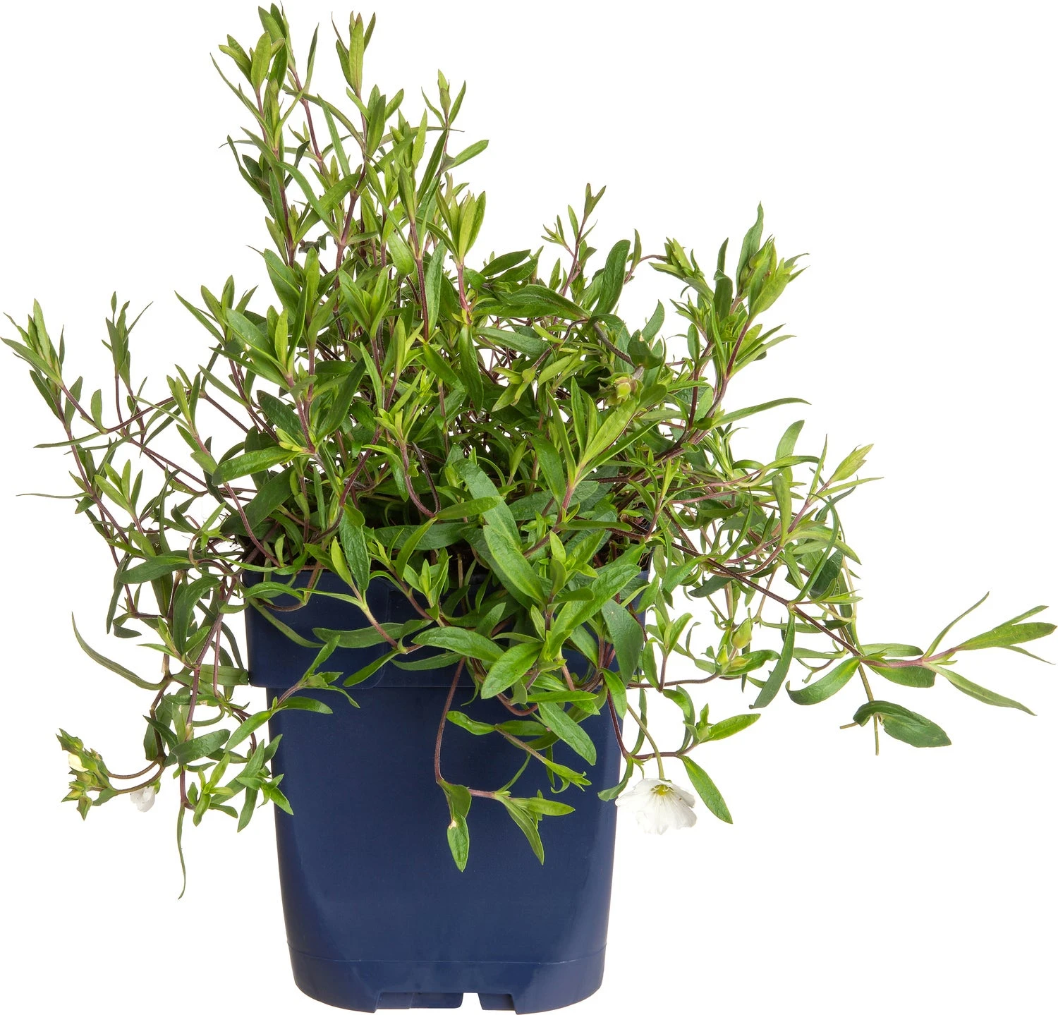 Zandkruid (Arenaria Montana) D 11 H 10 Cm 3 Zandkruid (Arenaria Montana) D 11 H 10 Cm