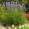 Lavendel (Lavandula Angustifolia 'Munstead') D 11 H 45 Cm -Tuin Planten Winkel 8712815006345