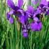 Siberische Lis (Iris Sibirica) D 9 H 20 Cm 2 Siberische Lis (Iris Sibirica) D 9 H 20 Cm -Tuin Planten Winkel 8712815038131