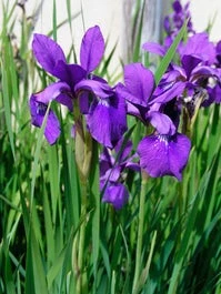 Siberische Lis (Iris Sibirica) D 9 H 20 Cm 3 Siberische Lis (Iris Sibirica) D 9 H 20 Cm