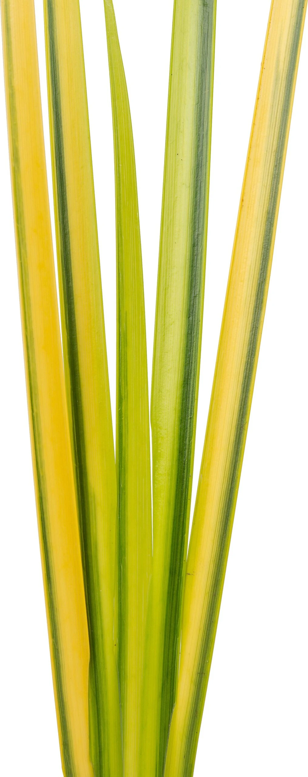 Kalmoes (Acorus Gramineus 'Ogon') D 9 H 20 Cm 5 Kalmoes (Acorus Gramineus 'Ogon') D 9 H 20 Cm - Afbeelding 3