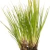 Kalmoes (Acorus Gramineus 'Ogon') D 9 H 20 Cm 2 Kalmoes (Acorus Gramineus 'Ogon') D 9 H 20 Cm -Tuin Planten Winkel 8712815038476 3 1