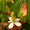 Bonte Moerasanemoon (Houttuynia Cordata 'Chameleon') D 9 H 20 Cm -Tuin Planten Winkel 8712815038544
