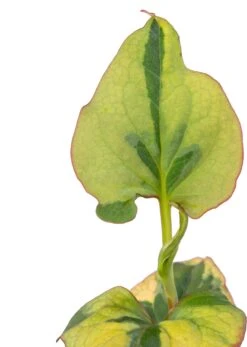 Bonte Moerasanemoon (Houttuynia Cordata 'Chameleon') D 9 H 20 Cm -Tuin Planten Winkel 8712815038544 2