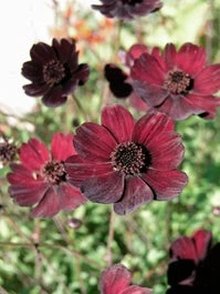 Cosmea (Cosmos Atrosanguineus) D 11 H 10 Cm