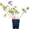 Ooievaarsbek (Geranium Hybride 'Brookside') D 11 H 10 Cm -Tuin Planten Winkel 8712815085036